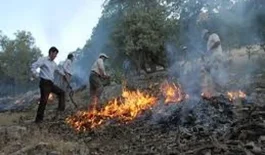 آتش+سوزی+جنگل