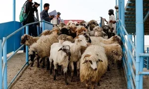 دام پاکستان