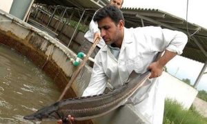 ماهیان خاویاری