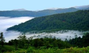 منابعطبیعی +جنگل